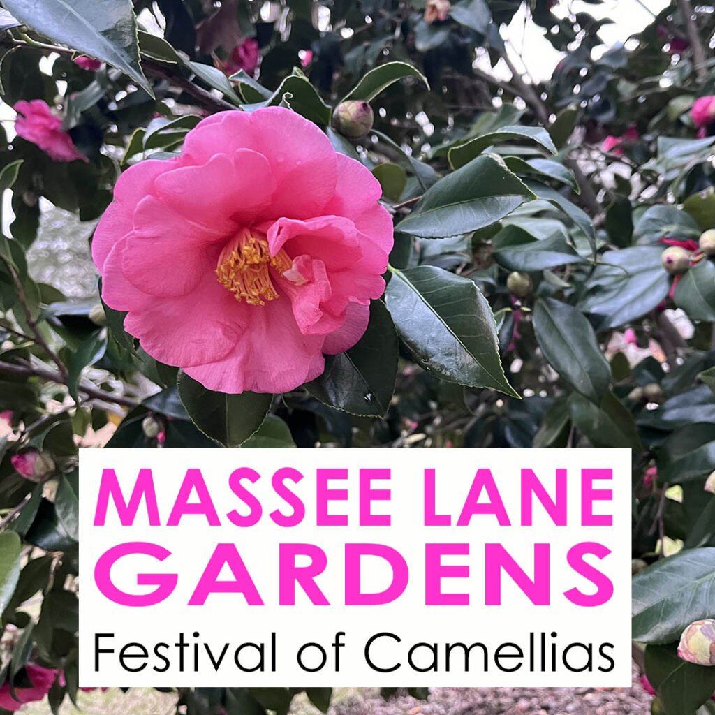 Massee Lane Gardens Festival of Camellias every February | atlantaandbeyond.com