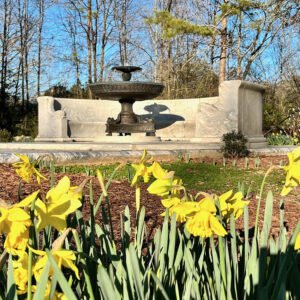 Daffodils bloom at the Erskine Fountain in Atlanta's Grant Park | AtlantaandBeyond.com