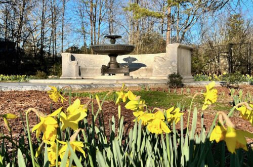 Daffodils bloom at the Erskine Fountain in Atlanta's Grant Park | AtlantaandBeyond.com