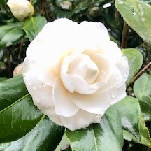 Sea Foam camellia at Massee Lane Gardens | atlantaandbeyond.com