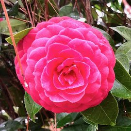 Black Tie camellia at Massee Lane Gardens | atlantaandbeyond.com