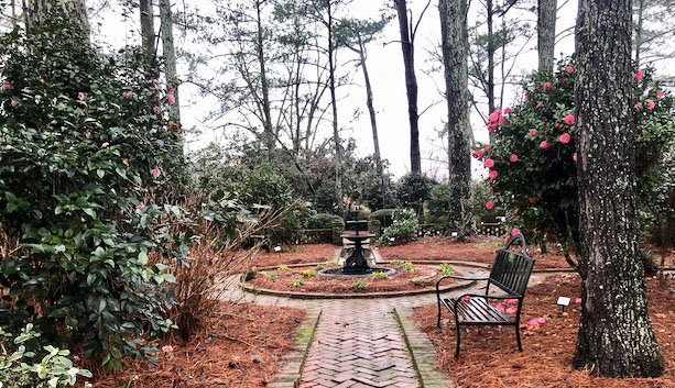 The Ackerman Camellia Garden at Massee Lane Gardens | atlantaandbeyond.com