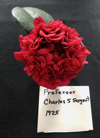 Professor Charles S. Sargent camellia sample at Massee Lane Gardens | atlantaandbeyond.com