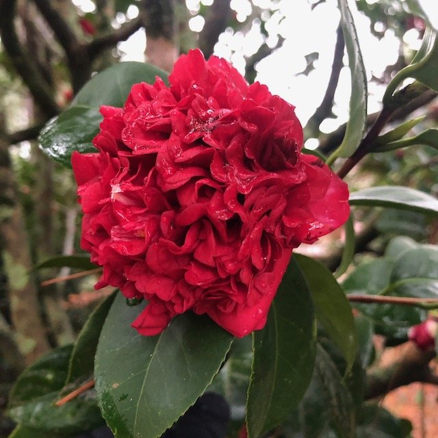 Professor Sargent Camellia at Massee Lane Gardens | atlantaandbeyond.com