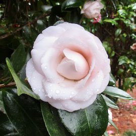 Mister Sam camellia at Massee Lane Gardens | atlantaandbeyond.com