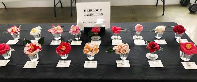 Samples of heirloom camellia varieties at Massee Lane Gardens | atlantaandbeyond.com