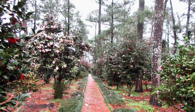 The Formal Camellia Garden at Massee Lane Gardens in Fort Valley, GA | atlantaandbeyond.com