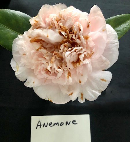 Anemone camellia flower form sample at Massee Lane Gardens | atlantaandbeyond.com