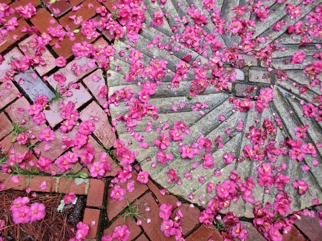 Gristmill stone covered with camellia petals at Massee Lane Gardens | atlantaandbeyond.com