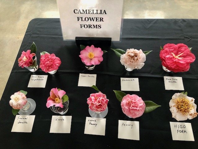 Camellia Flower Forms at Massee Lane Gardens | atlantaandbeyond.com