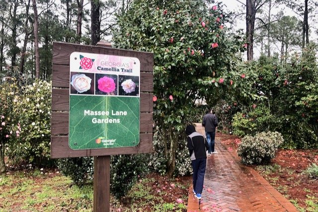 Touring the camellias on Georgia's Camellia Trail at Massee Lane Gardens | atlantaandbeyond.com