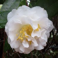 Miss Biloxi camellia at Massee Lane Gardens | atlantaandbeyond.com