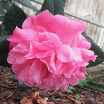 Nita McRae camellia at Massee Lane Gardens | atlantaandbeyond.com