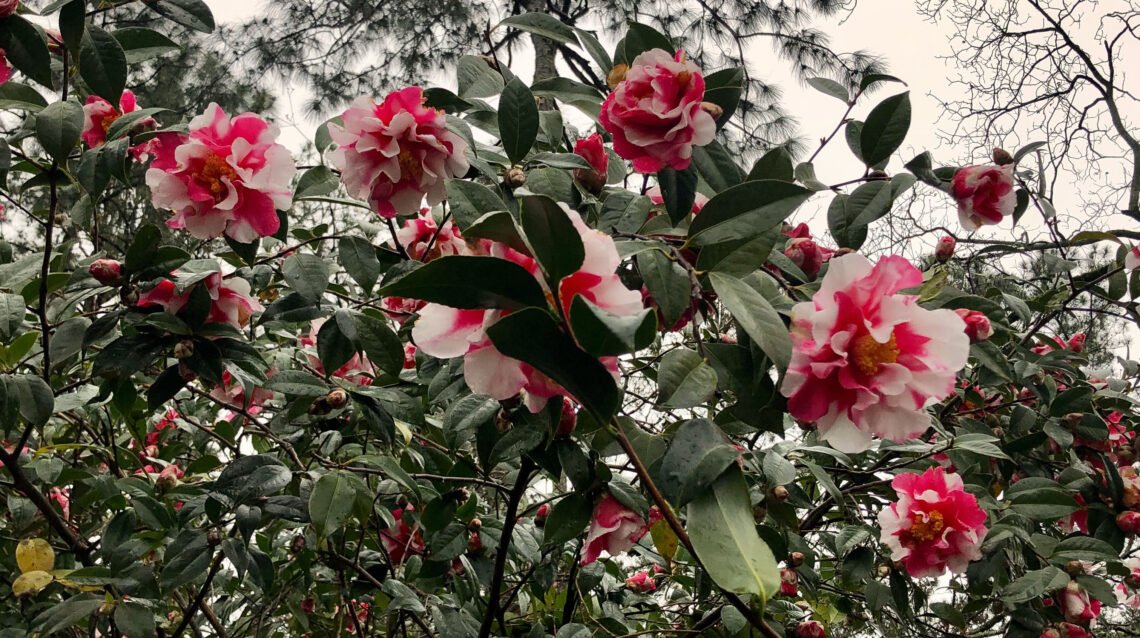 Camellias bloom in the dead of winter at Massee Lane Gardens | atlantaandbeyond.com