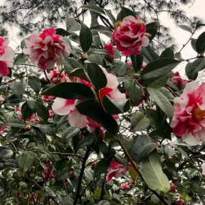 Camellias bloom in the dead of winter at Massee Lane Gardens | atlantaandbeyond.com