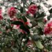 Camellias bloom in the dead of winter at Massee Lane Gardens | atlantaandbeyond.com