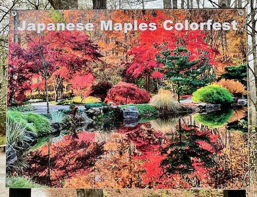 Japanese Maple Colorfest at Gibbs Gardens outside of Atlanta | Atlantaandbeyond.com