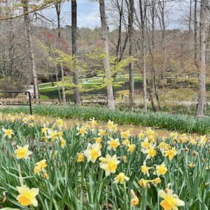 Spring daffodil hill at Gibbs Gardens outside of Atlanta | Atlantaandbeyond.com