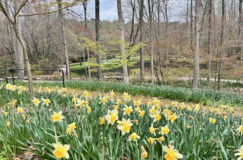 Spring daffodil hill at Gibbs Gardens outside of Atlanta | Atlantaandbeyond.com