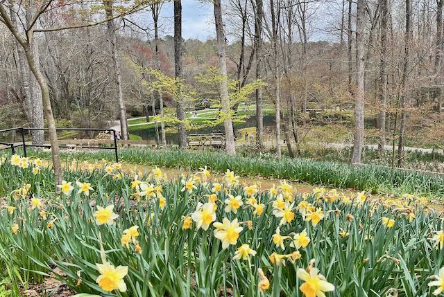 Spring daffodil hill at Gibbs Gardens outside of Atlanta | Atlantaandbeyond.com