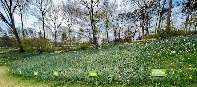 Labeled daffodils at Gibbs Gardens outside of Atlanta | Atlantaandbeyond.com