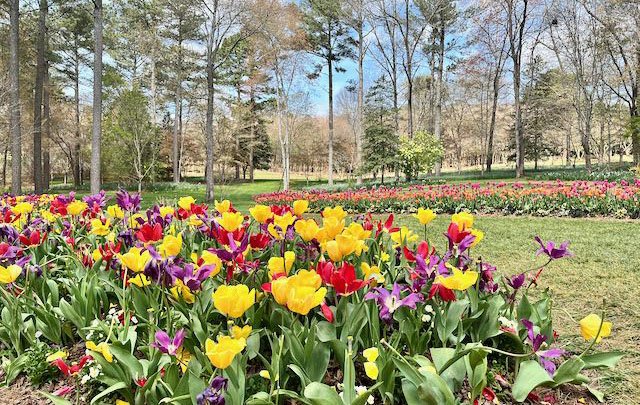 Spring Tulips at Gibbs Gardens outside of Atlanta | Atlantaandbeyond.com