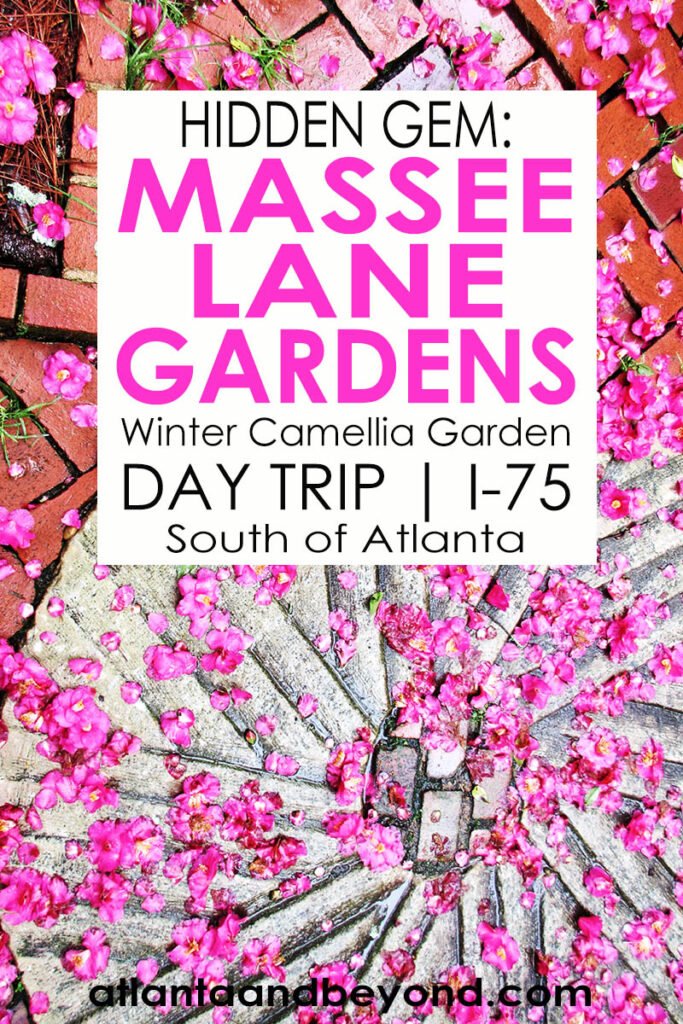 Massee Lane Gardens Day Trip to see the Camellias | atlantaandbeyond.com