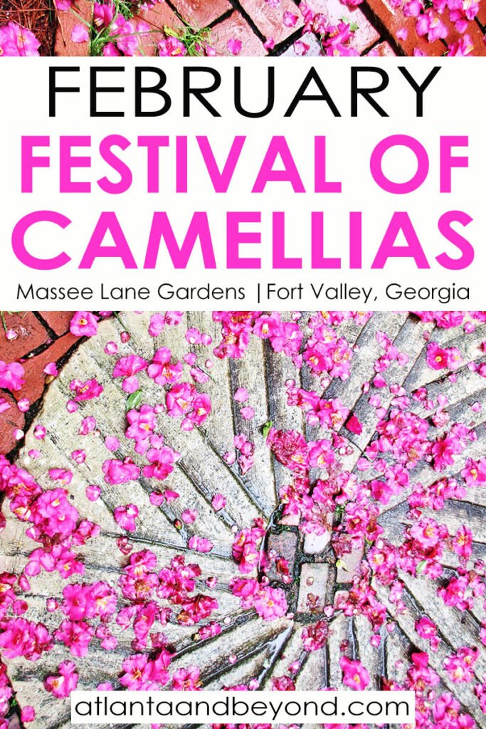 Massee Lane Gardens Festival of Camellias every February | atlantaandbeyond.com