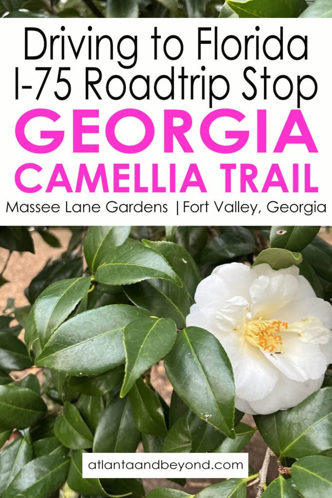 Massee Lane Gardens stop on the way to Florida to see the Camellias | atlantaandbeyond.com