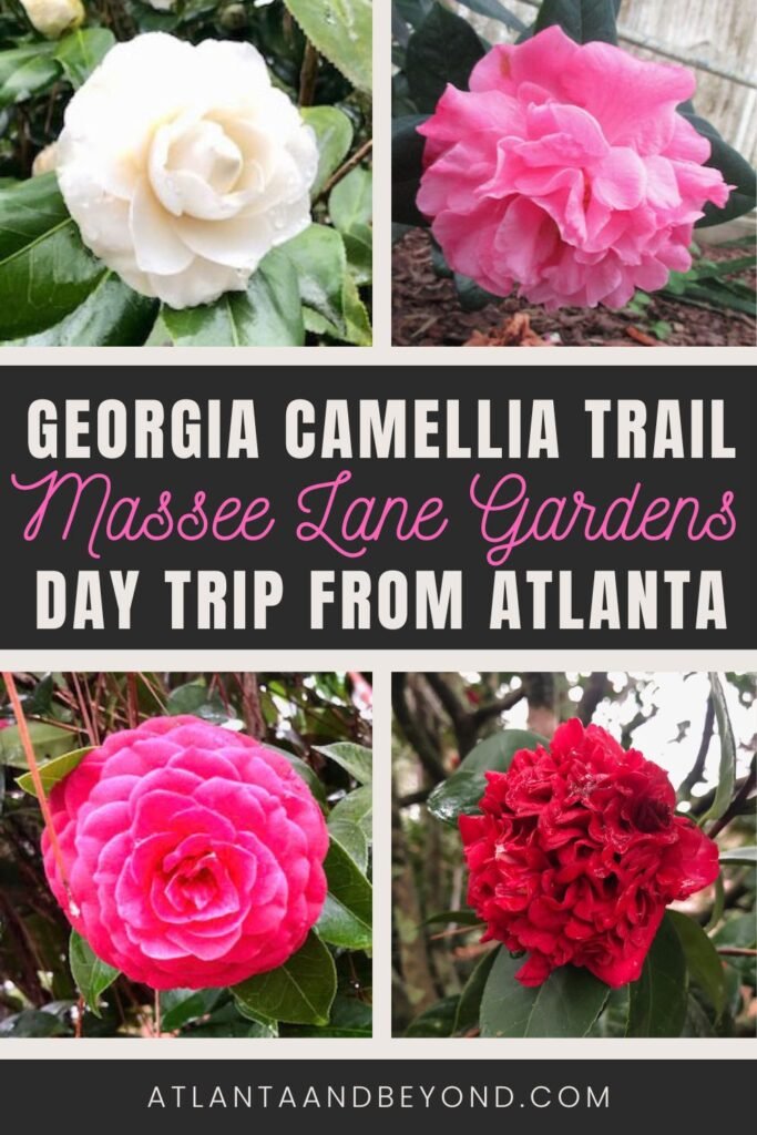 Massee Lane Gardens Day Trip from Atlanta to see the Camellias | atlantaandbeyond.com