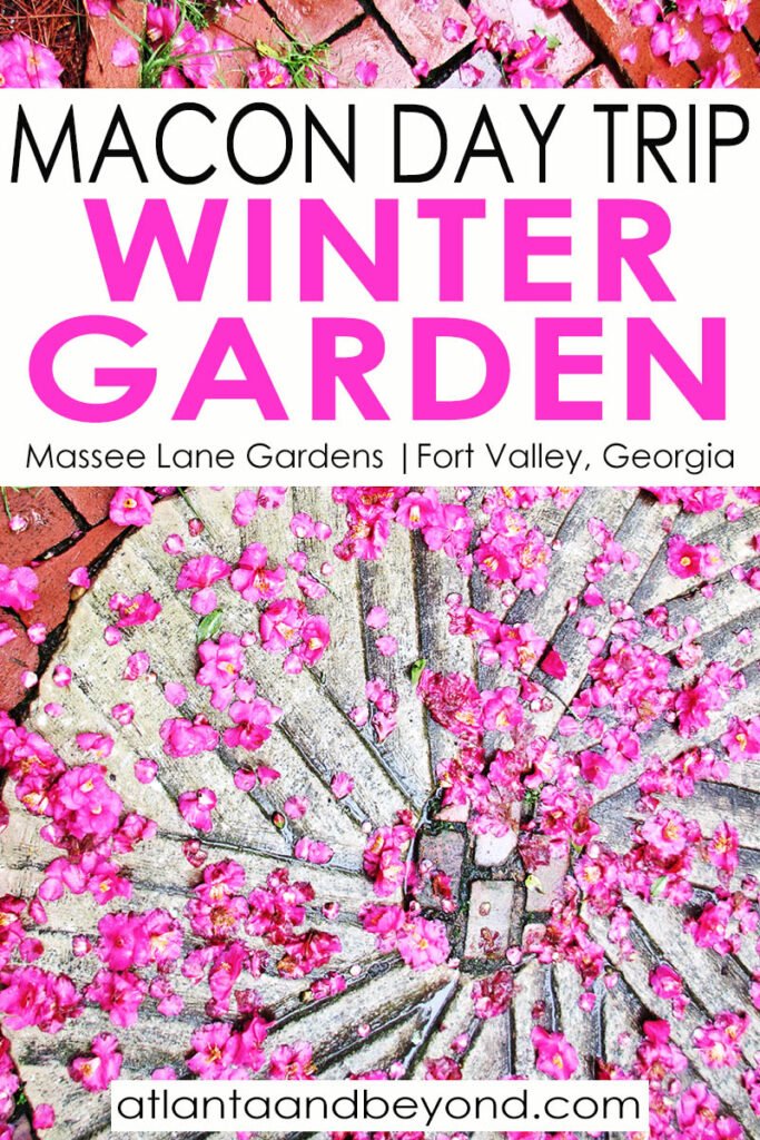 Massee Lane Gardens Day Trip from Macon to see the Camellias | atlantaandbeyond.com