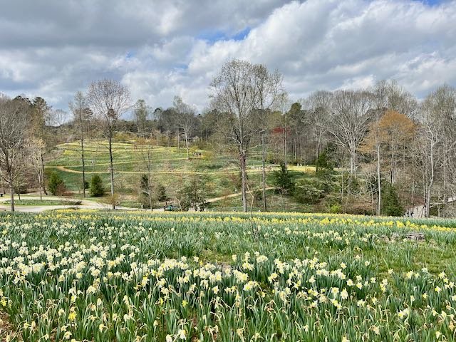 Spring daffodil hill at Gibbs Gardens outside of Atlanta | Atlantaandbeyond.com