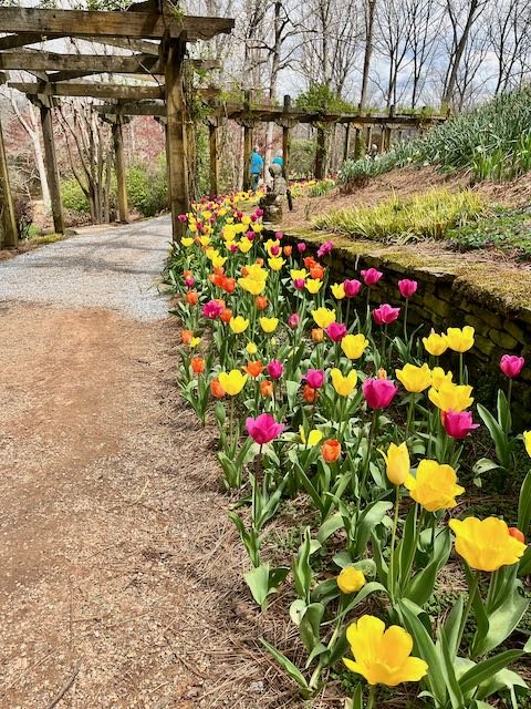 Tulips approaching the Manor House at Gibbs Gardens outside of Atlanta | Atlantaandbeyond.com