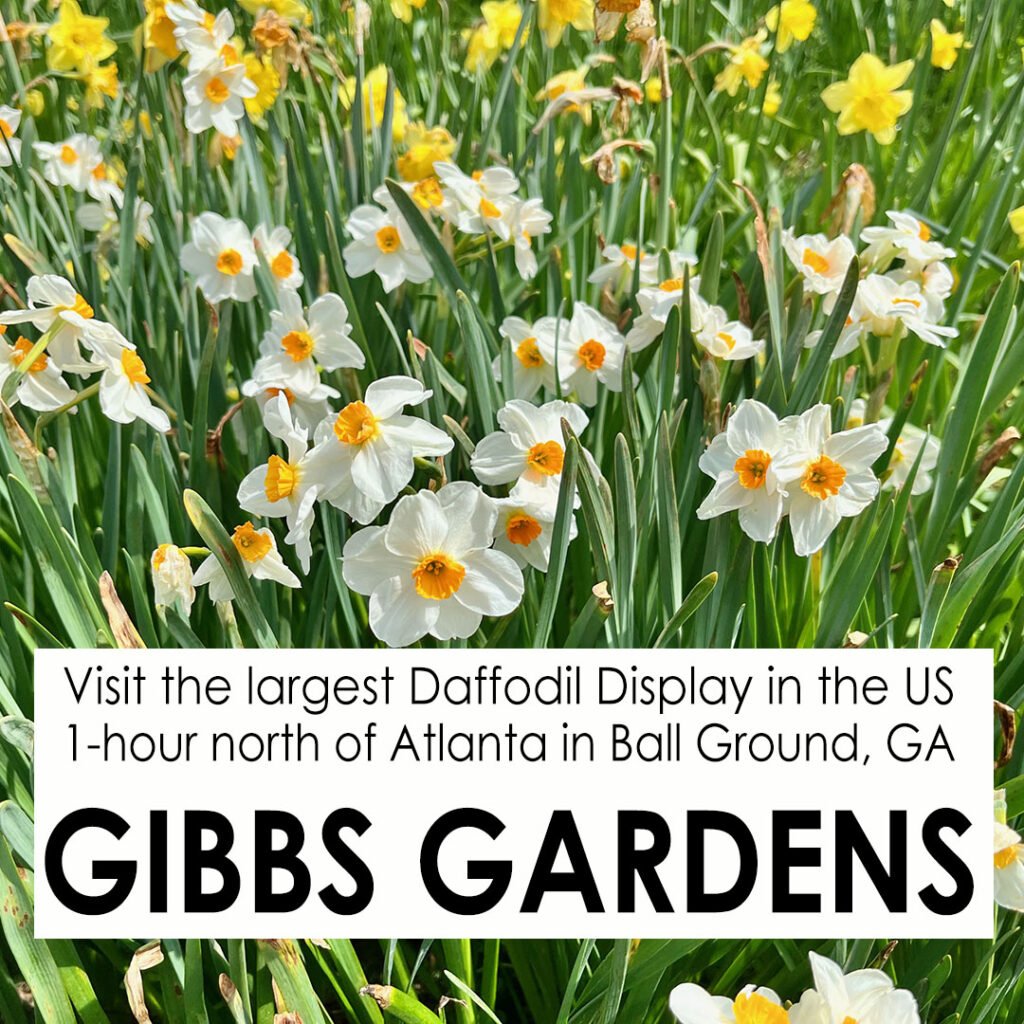 Spring Daffodils at Gibbs Gardens | atlantaandbeyond.com