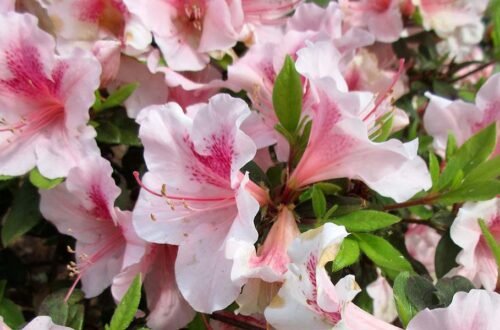 Azaleas - Things to do in April in the Atlanta Metro Area | atlantaandbeyond.com