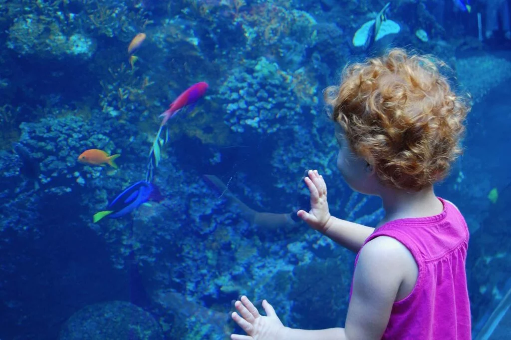 A little girls admiring the Tropical Diver Exhibit at the Georgia Aquarium | atlantaandbeyonnd.com