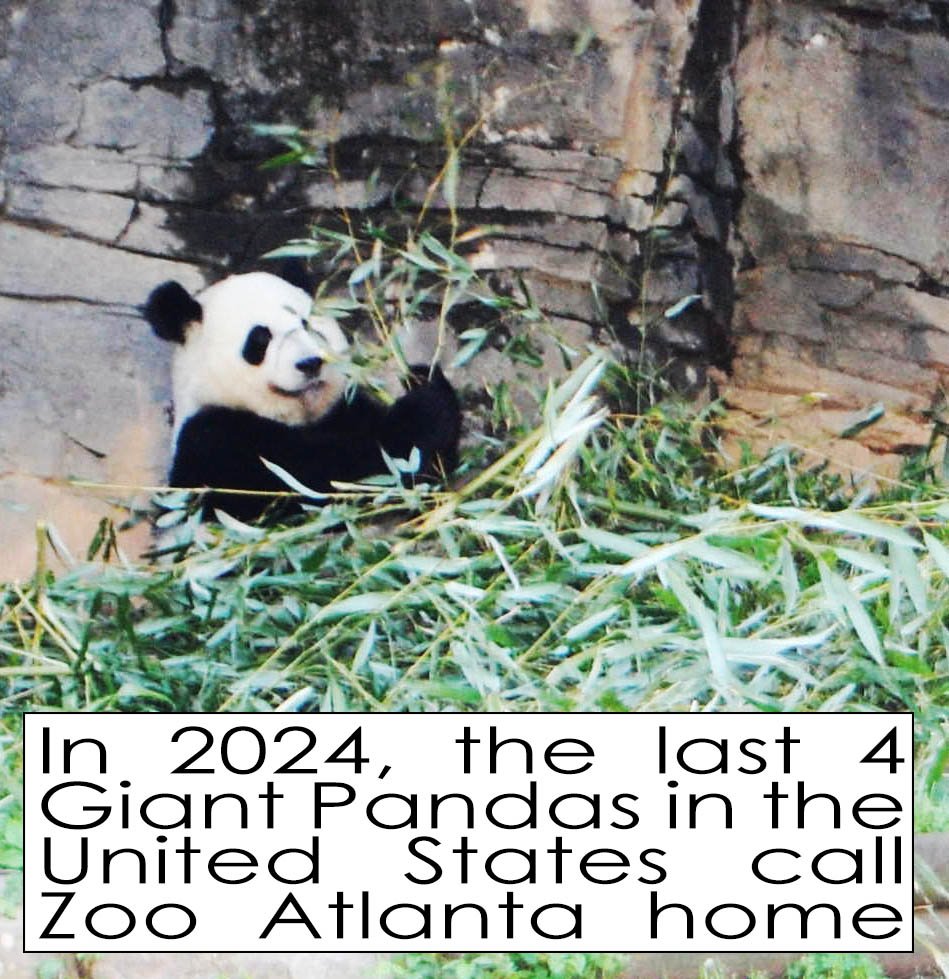 2024 Guide to Visiting Giant Pandas at Zoo Atlanta | atlantaandbeyond.com