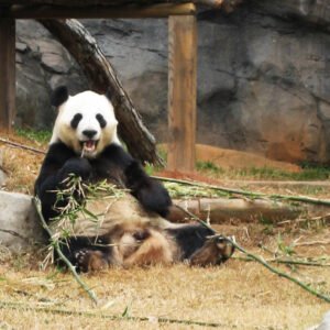 Panda Yang Yang at Zoo Atlanta in his outdoor habitat | atlantaandbeyond.com
