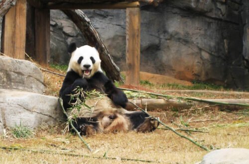 Panda Yang Yang at Zoo Atlanta in his outdoor habitat | atlantaandbeyond.com