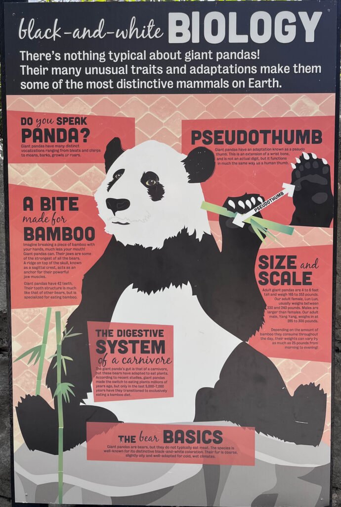 See Giant Pandas in the US at Zoo Atlanta in 2024 - Atlanta and Beyond