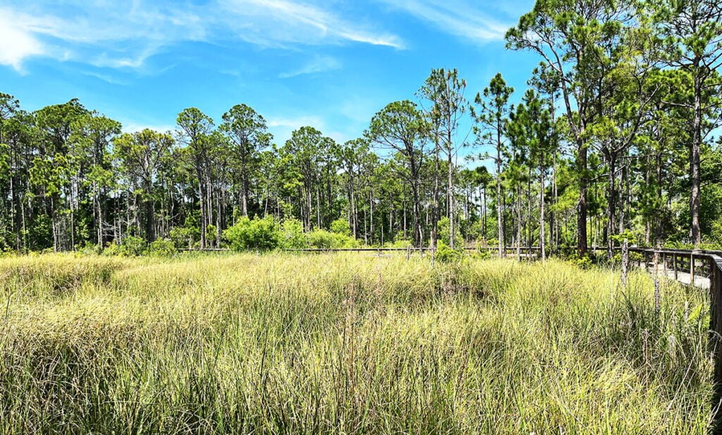 Salt Marsh at the Apalachicola National Estuarine Research Reserve Nature Center | atlantaandbeyond.com