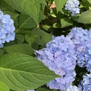 Atlanta in June 2024: Fun Things to do | atlantaandbeyond.com