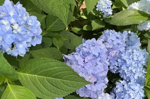 Atlanta in June 2024: Fun Things to do | atlantaandbeyond.com