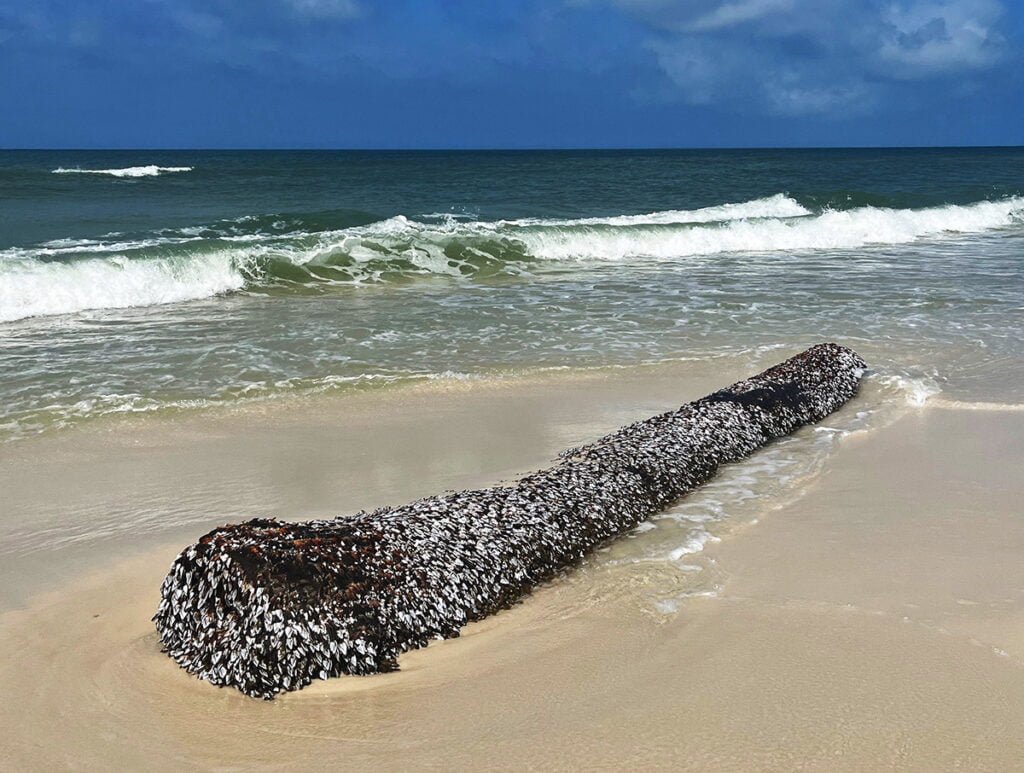 Log with coquina shells at TH Stone Memorial St. Joseph Peninsula State Park in Florida near Cape San Blas | atlantaandbeyonc.com