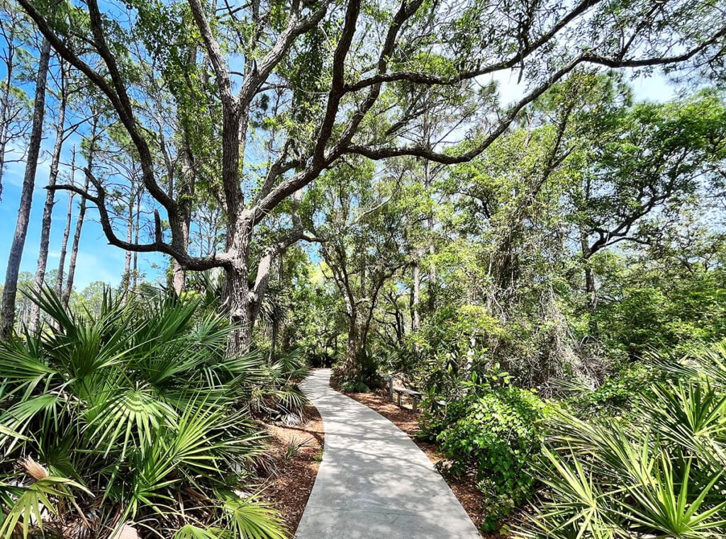 Hammock as seen along the Nature Walk at the Apalachicola Estuarine Research Reserve | atlantaandbeyond.com