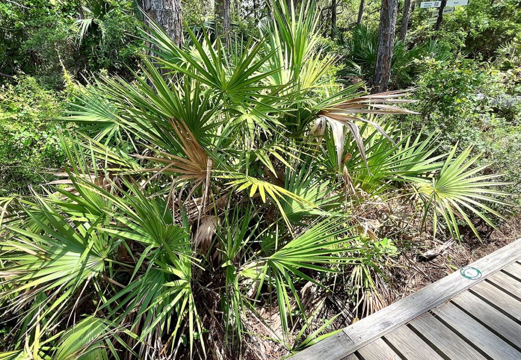 Saw Palmetto as seen on the Nature Walk at the Apalachicola Estuarine Research Reserve | atlantaandbeyond.com