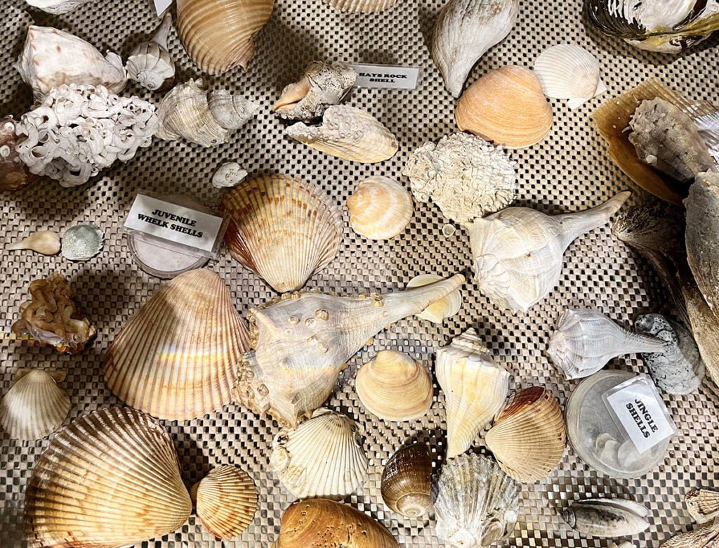 Apalachicola Estuarine Nature Center - Atlanta and Beyond