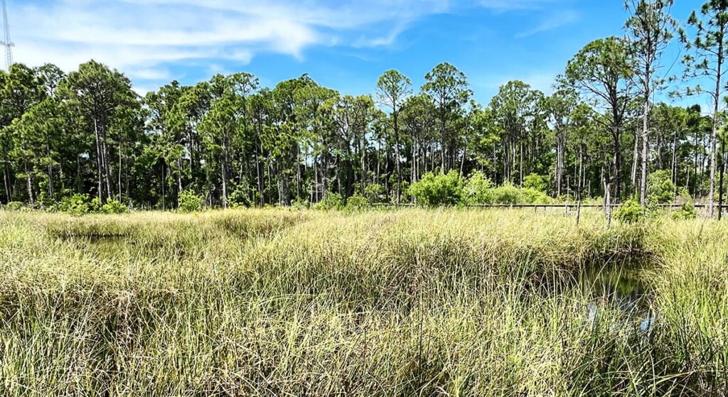 Swamp with sawgrass during the nature walk at the Apalachicola Estuarine Nature Center | atlantaandbeyond.com
