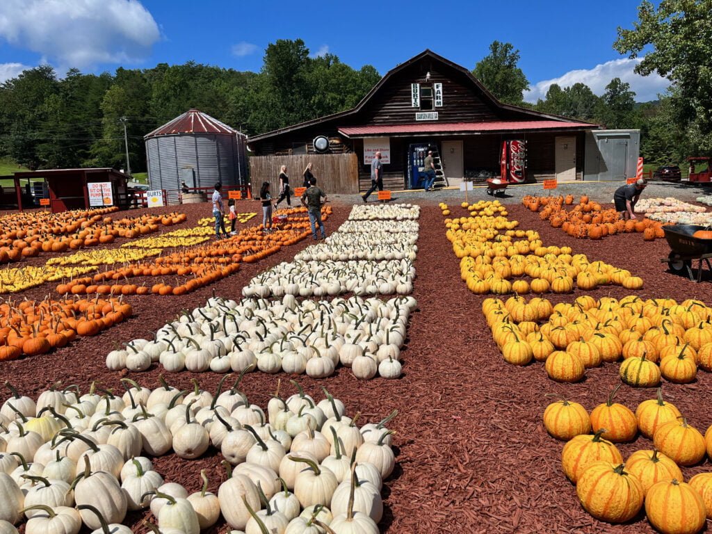 So many pumpkin varieties at Burt's Pumpkin Farm and the covered bridge to the picnic area | atlantaandbeyond.com