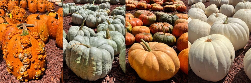 Pumpkin varieties at Burt's Pumpkin Farm: Goose Bumps, Jarrahdale Blue, Cinderella & Polar Bear | atlantaandbeyond.com
